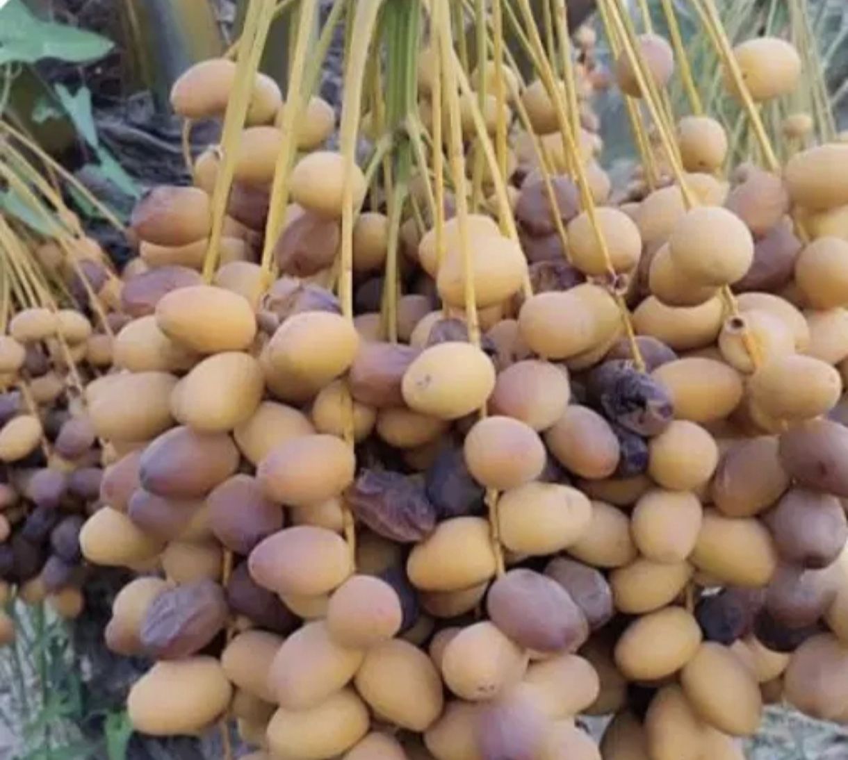 فروش عمده خارک و رطب برحی