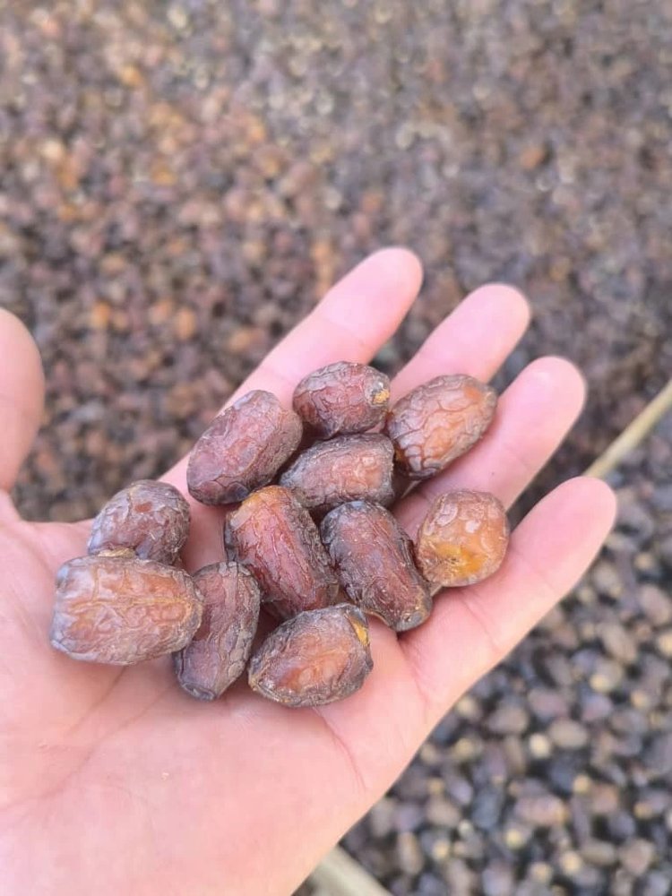 خرمای بریم لوکس آلوچه و آدامسی شادگان جعبه ای 5 کیلوگرم