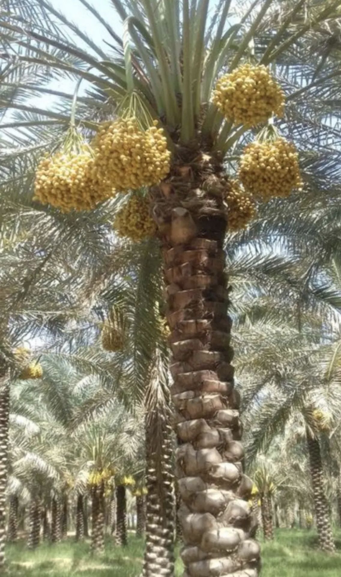 فروش عمده خارک و رطب برحی درجه یک
